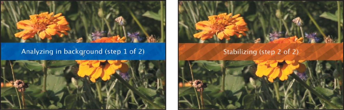 Warp Stabilizer VFX is applied to flowers. Step 1: Analyzing in Background. Step 2: Stabilizing.