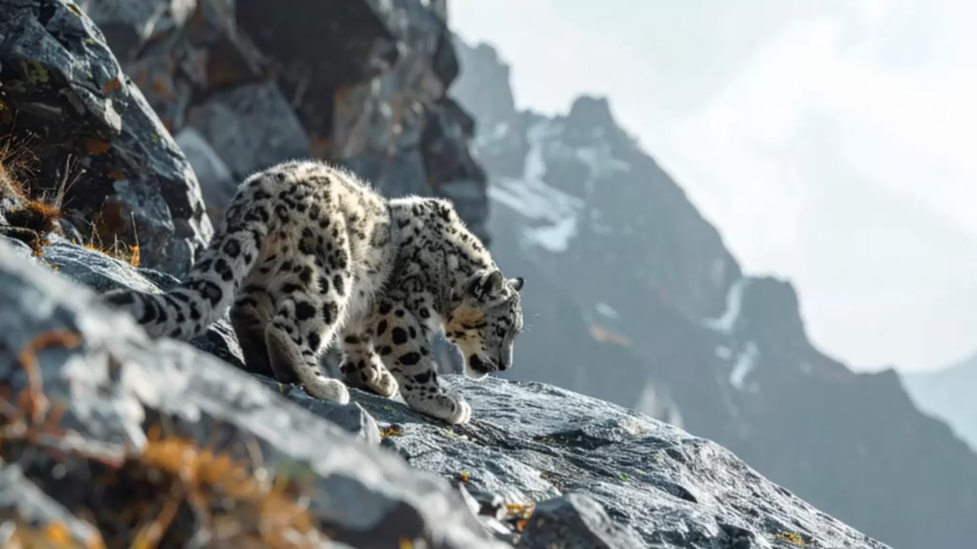 Snow leopard cub on rocky terrain