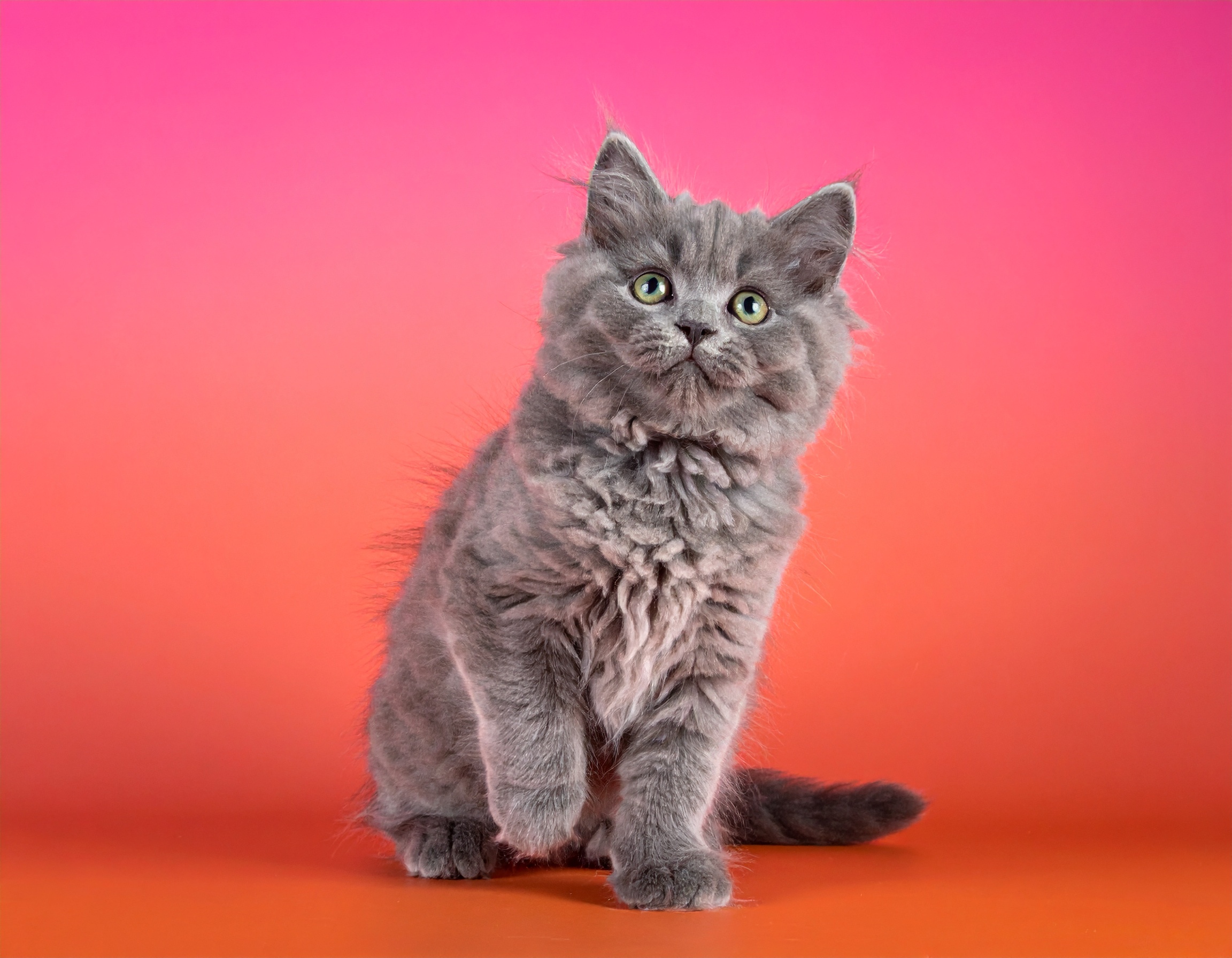 Fluffy grey kitten with transparent background