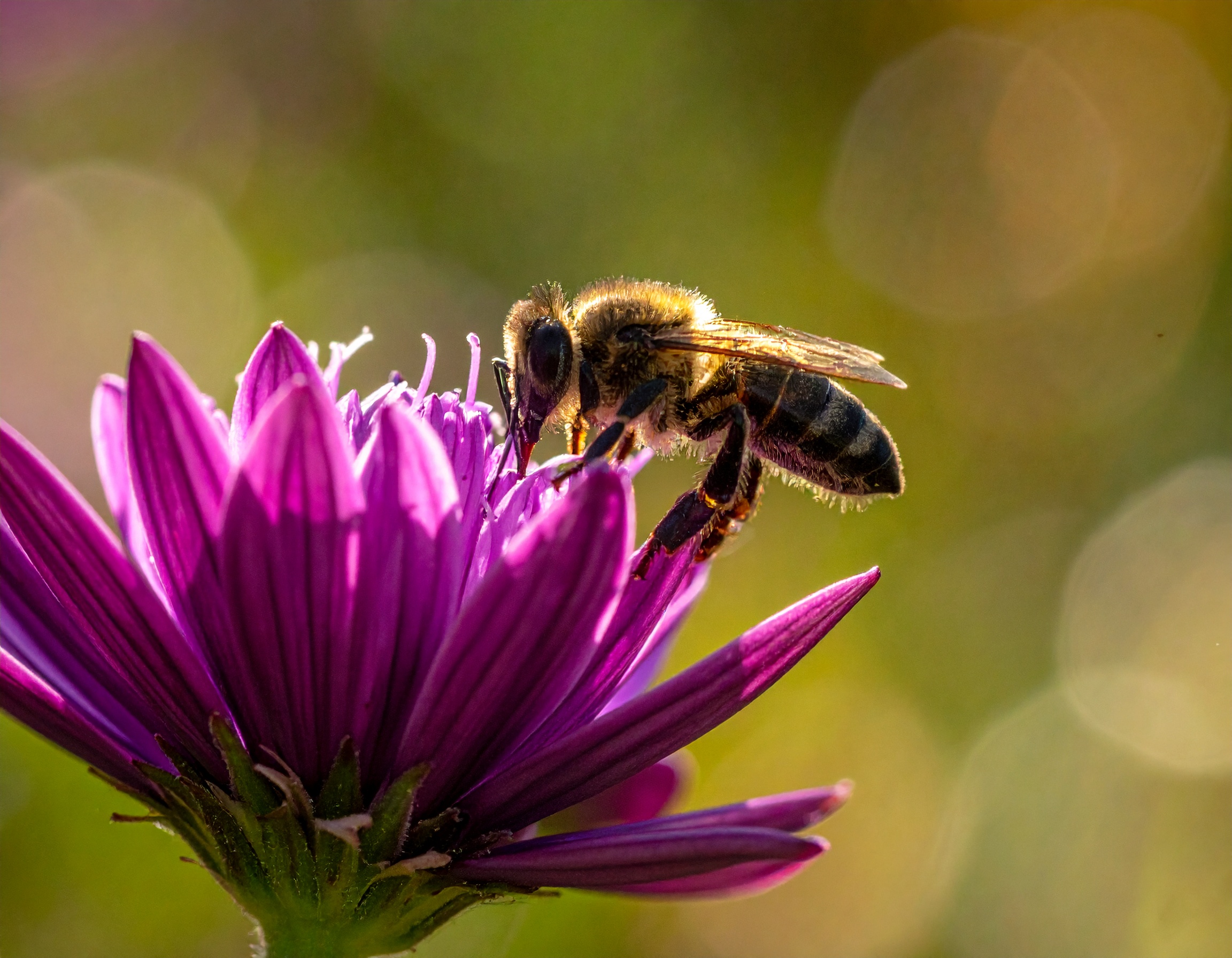 Close-up of a flower — layered element example