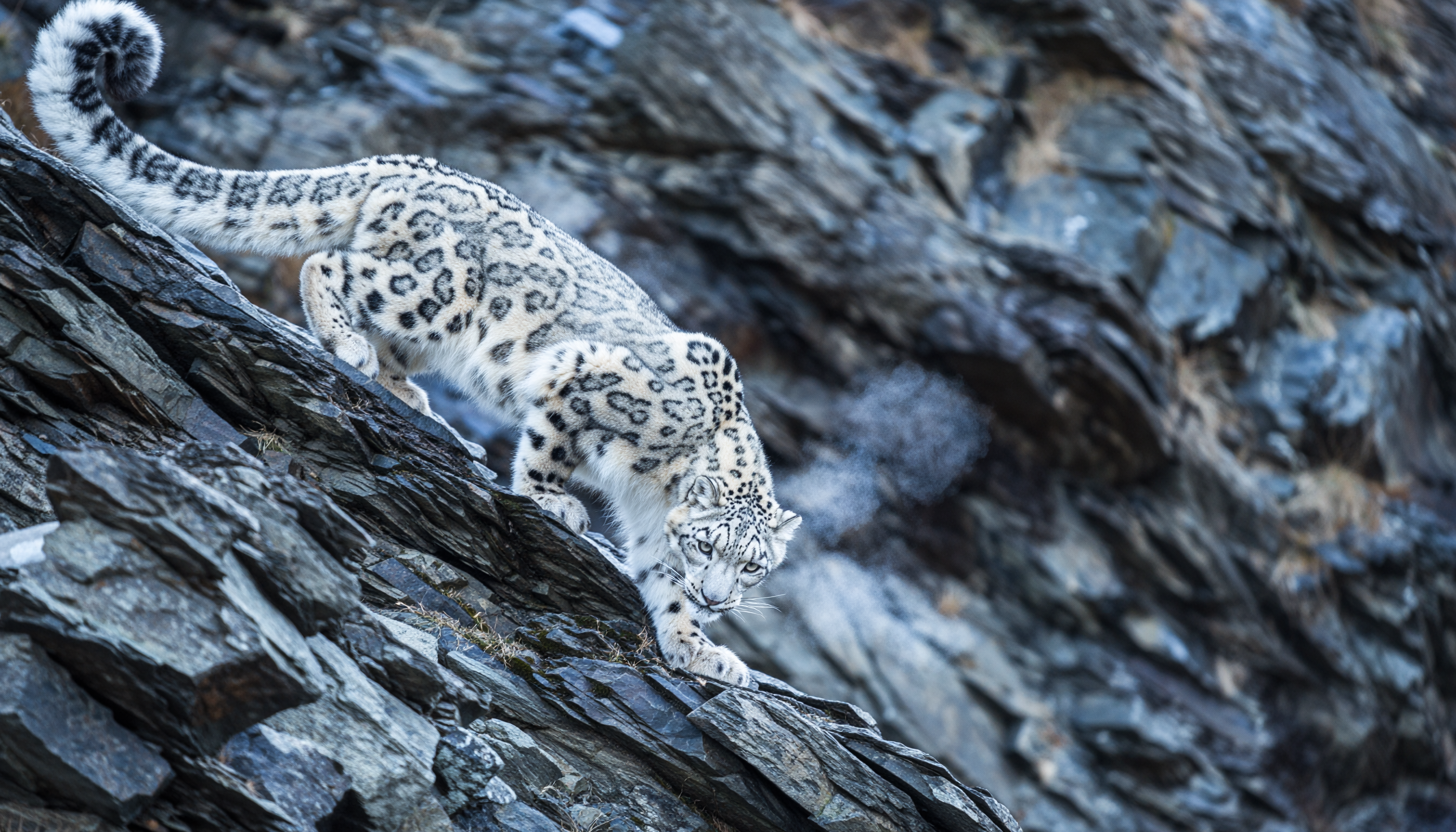 Animals example