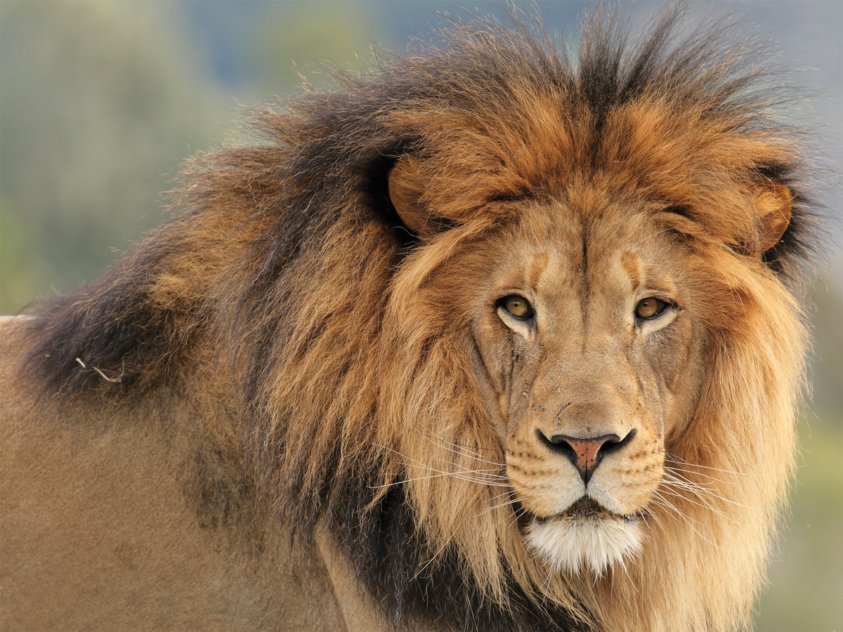 Lion's mane