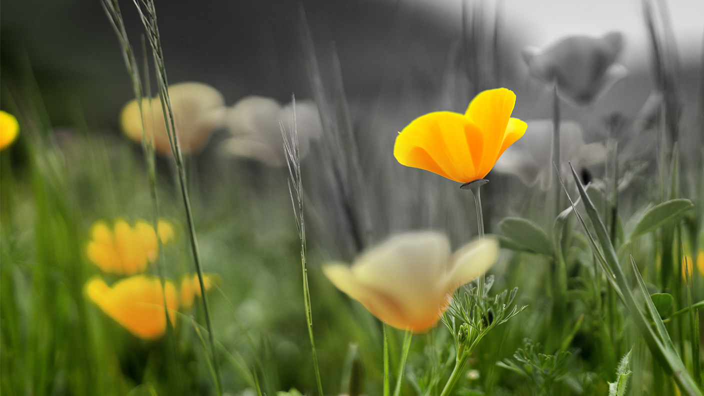 Close-up of a crisp yellow flower in a field surrounded by other out of focus flowers