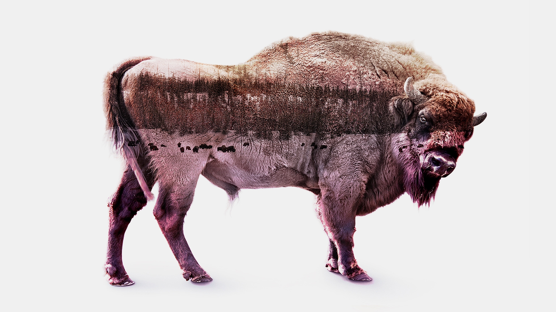 Composite image shows a wintery frontier landscape composited inside a bison against a white background. Composite image shows a wintery frontier landscape composited inside a bison against a white background.