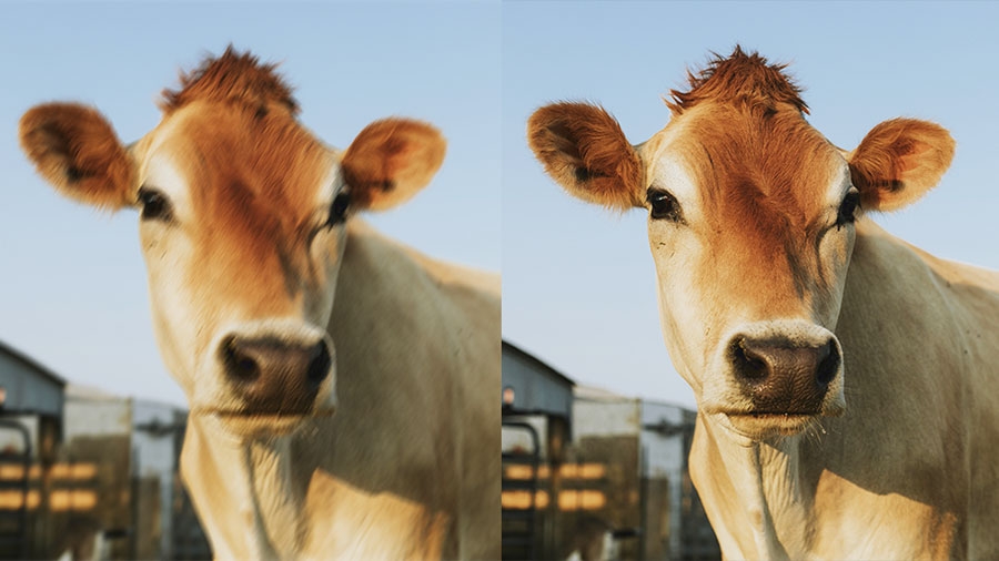 Side by side images of a cow with one side blurry and the other in focus Side by side images of a cow with one side blurry and the other in focus