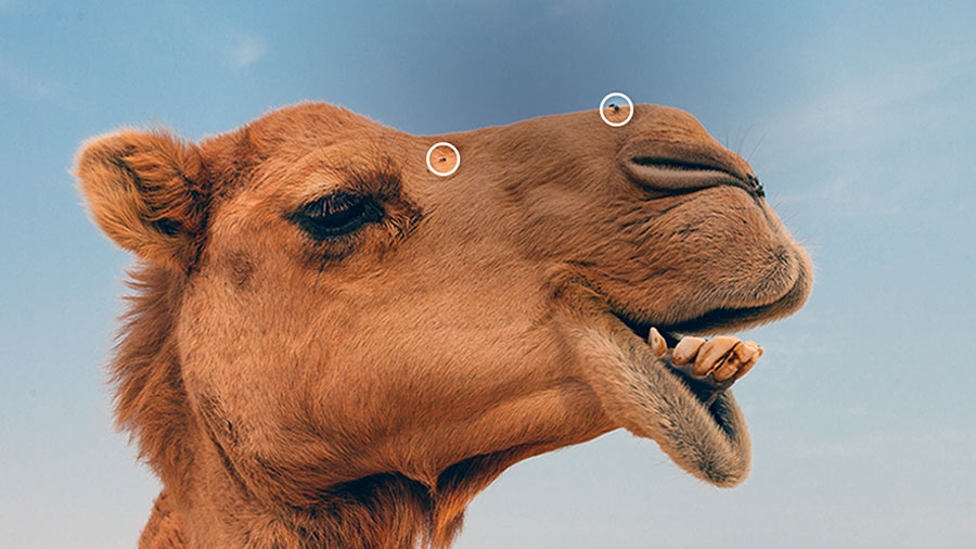 Close up of a camel face with distracting spots circled to highlight what will be removed Close up of a camel face with distracting spots circled to highlight what will be removed