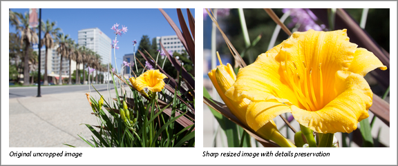 切り抜かれていない元の画像(左)、シャープな拡大画像(右) Photoshop での画像のサイズ変更