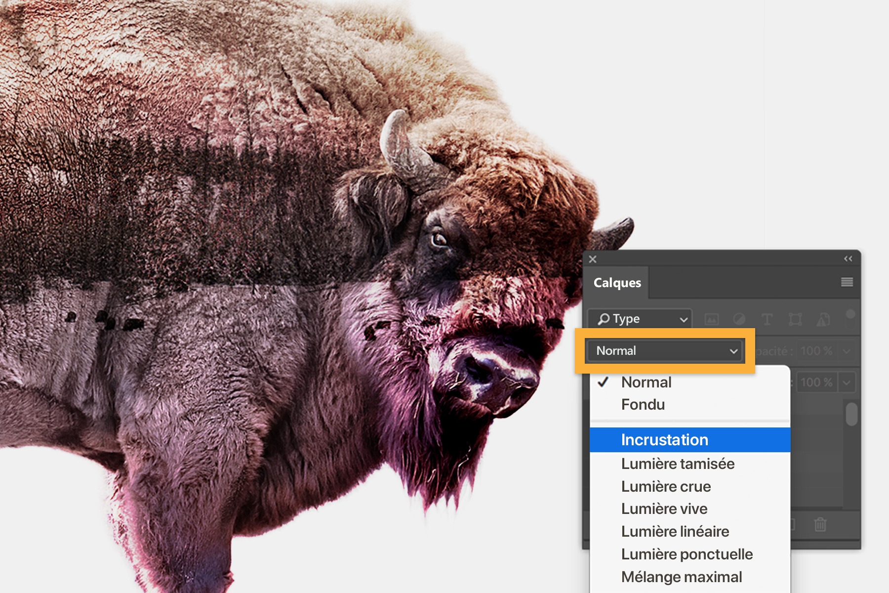 La photo composite est constituée de la partie avant du bison fusionnée avec la photo du paysage enneigé. Dans le panneau Calques, le mode de fusion choisi est Incrustation.
