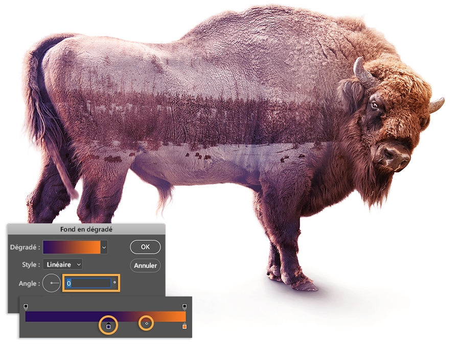 Angle du fond en dégradé sur 0, étape de dégradé et milieu de couleur ajustés afin d’obtenir l’effet voulu : tête du bison au centre de l’attention. 
