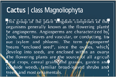Testo indipendente e testo paragrafo in un’area delimitata