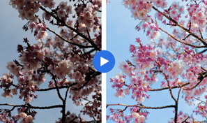 被写体と背景のバランスを取って写真を鮮やかに Adobe Lightroom