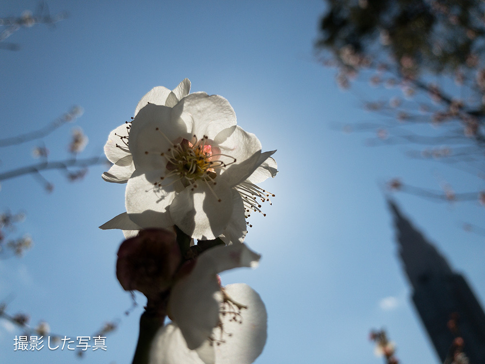 逆光でおしゃれな花の写真を撮る方法