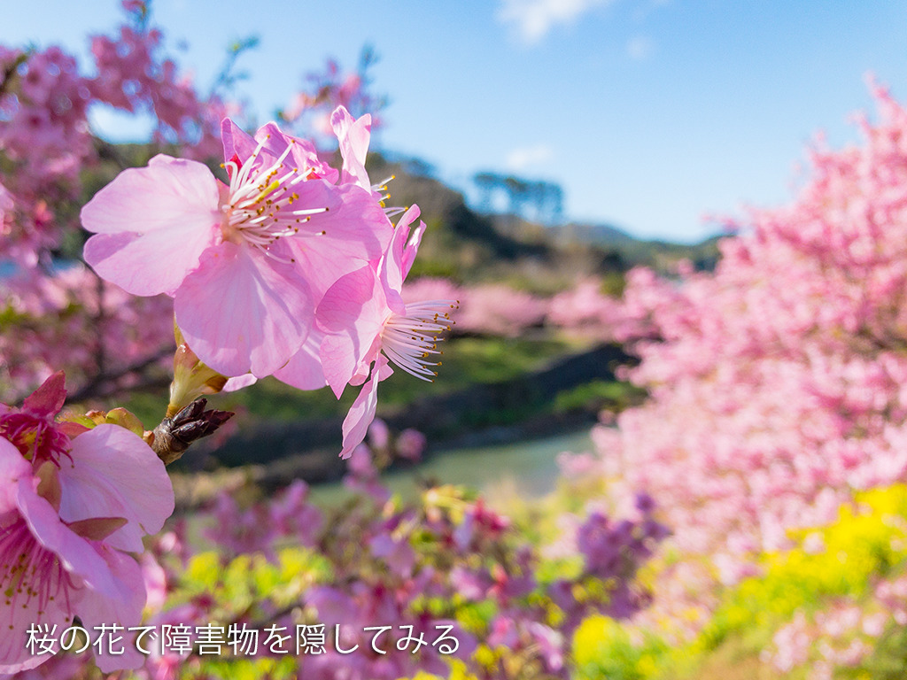 青空があるだけで桜の写真は映えます 青空があるだけで桜の写真は映えます