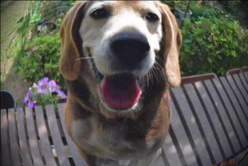 基本操作 写真を魚眼レンズ風に加工してみよう Photoshop Elements 15 18