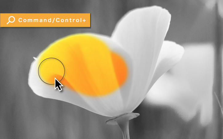 1つの写真の中で カラーと白黒を組み合わせる Adobe Photoshop チュートリアル